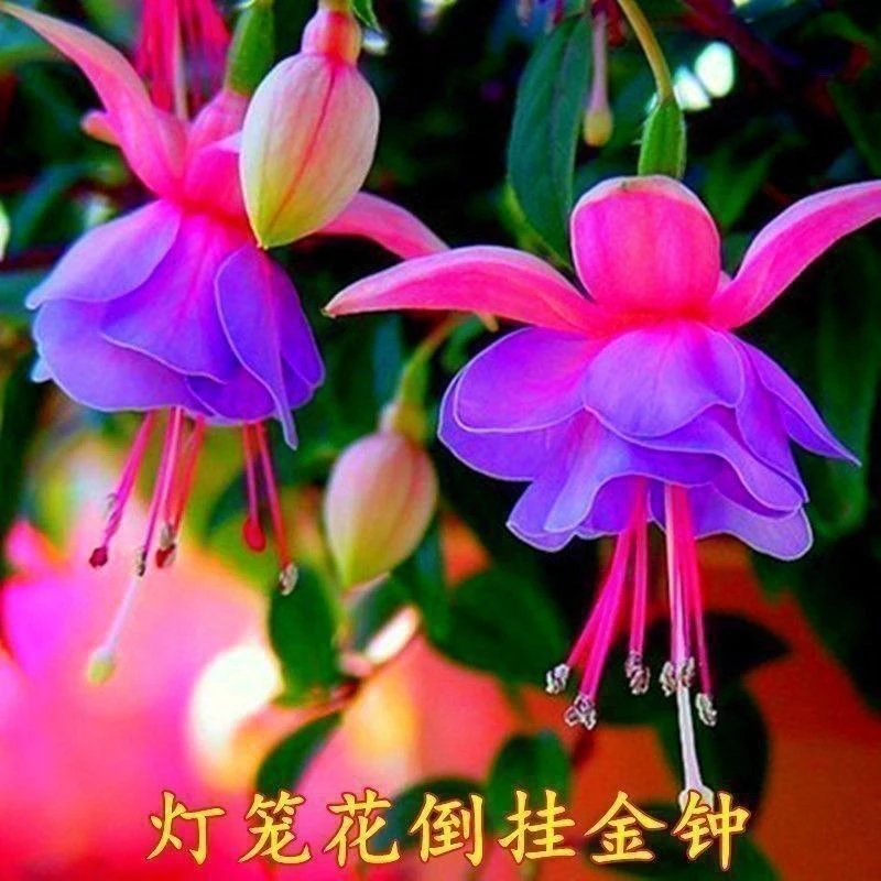 倒挂金钟棒棒糖盆栽带花苞重瓣大花四季开花卉植物