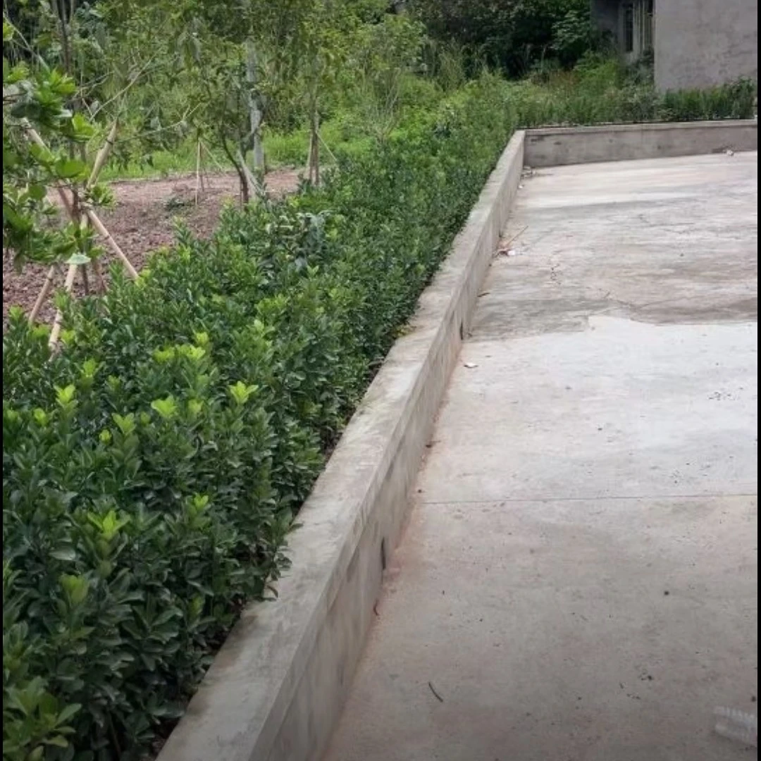 四季常青冬青苗室外树苗万年青苗庭院法国冬青苗绿化树苗树苗耐旱