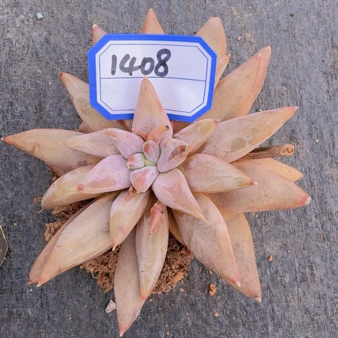 1408多肉凡艺多肉