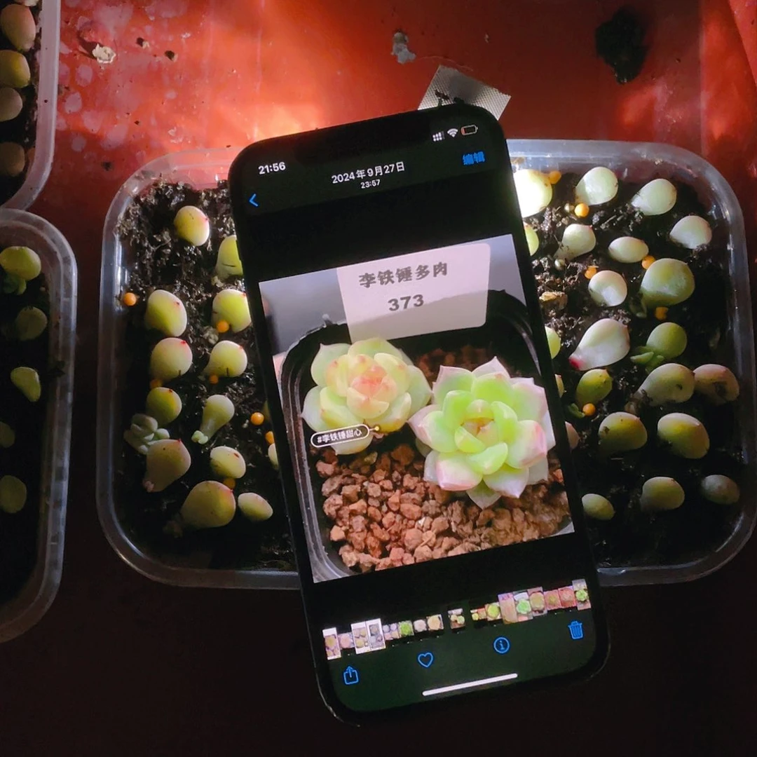 373 芝麻苗一个满25包邮