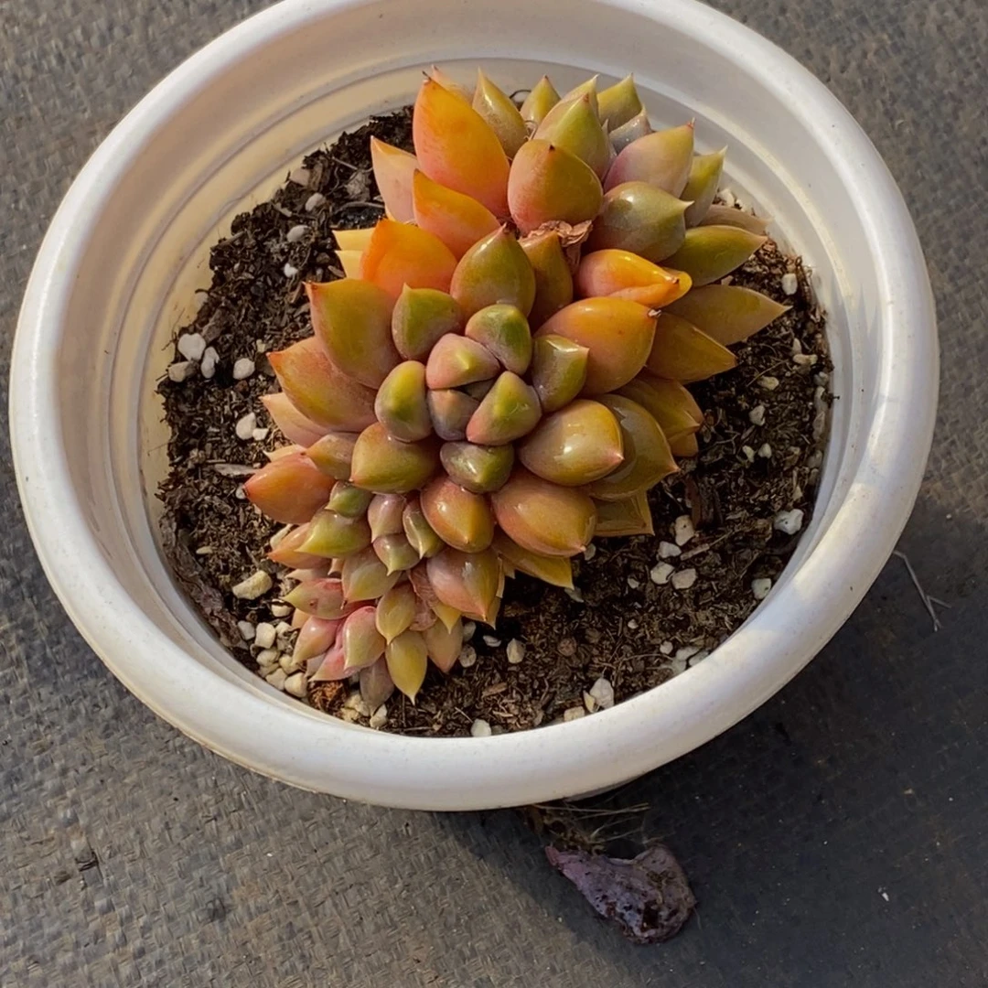 48包邮一物一拍多肉植物