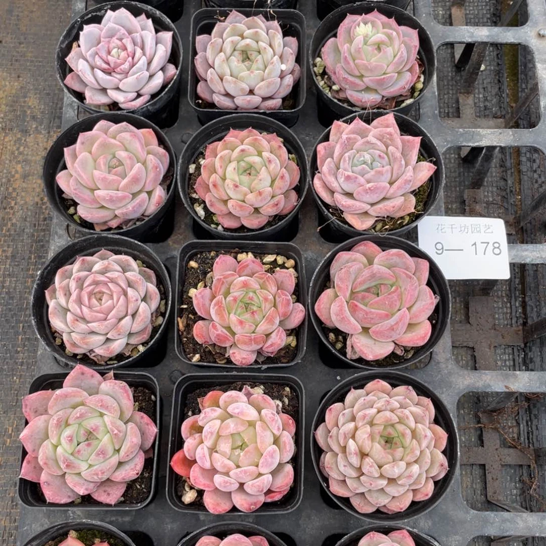 一物一拍18棵9-178