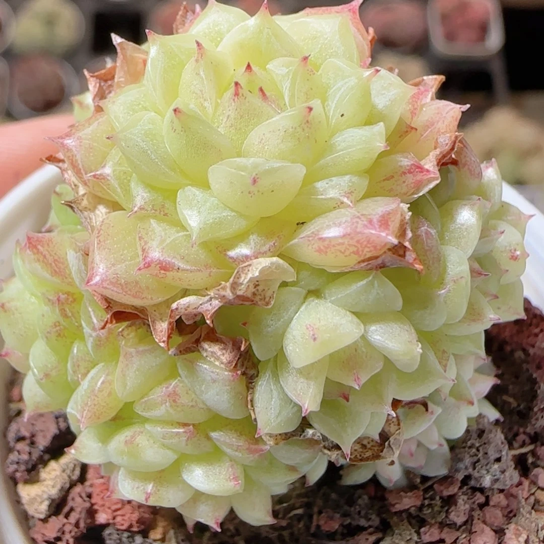 花语多肉1228-114散魔仙