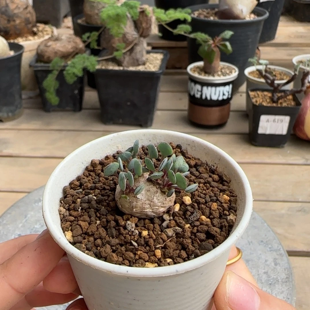 90圆叶格加块根植物