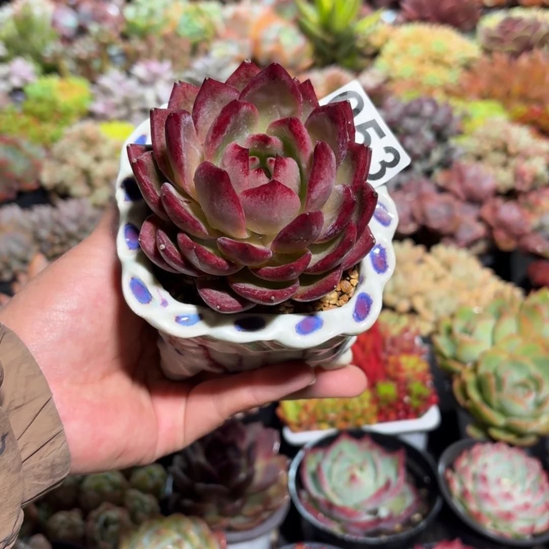 浅**然夜魔侠多肉带盆053