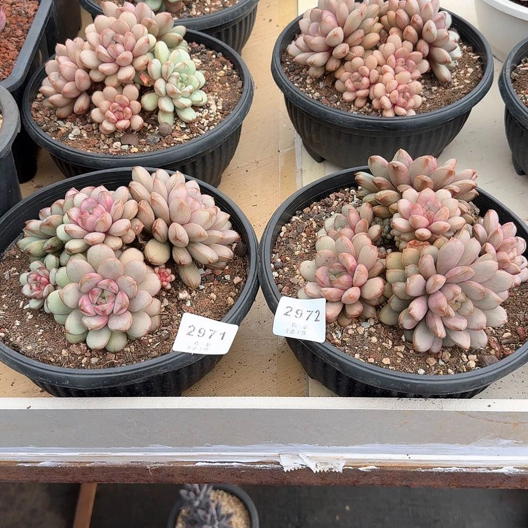 哈**！2971 2972葡萄多肉