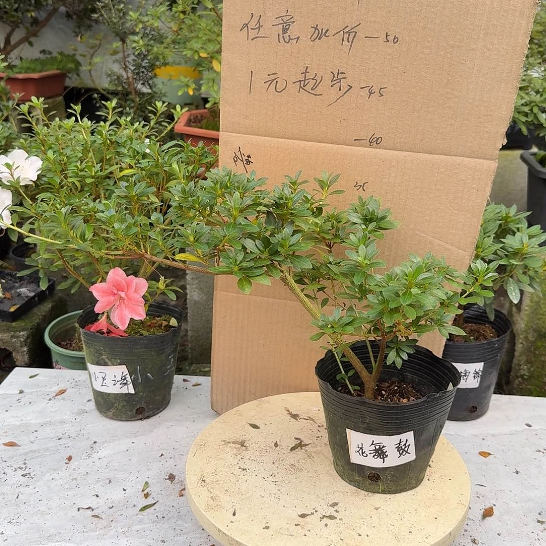 完全开放花无骨杜鹃花