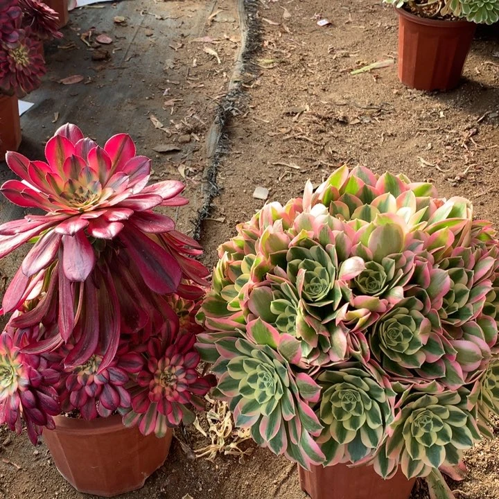 不包损45号白凤月婵老桩