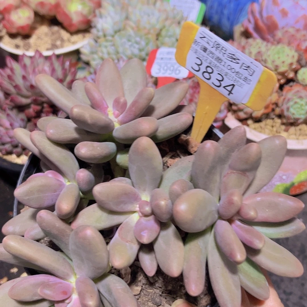 3834糖果美人多肉植物