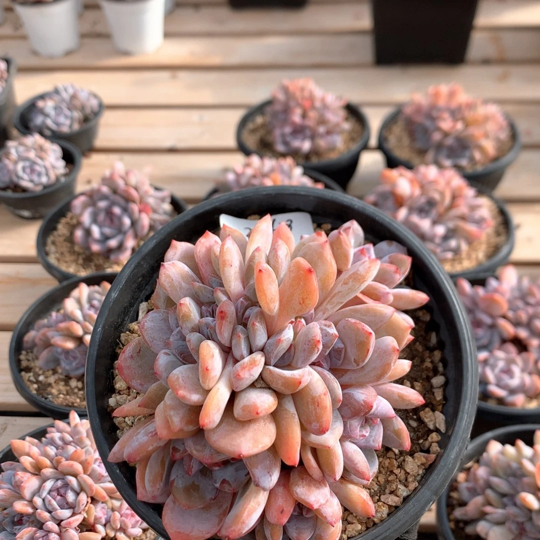 12厘米粉星影朵朵 无砍 3768