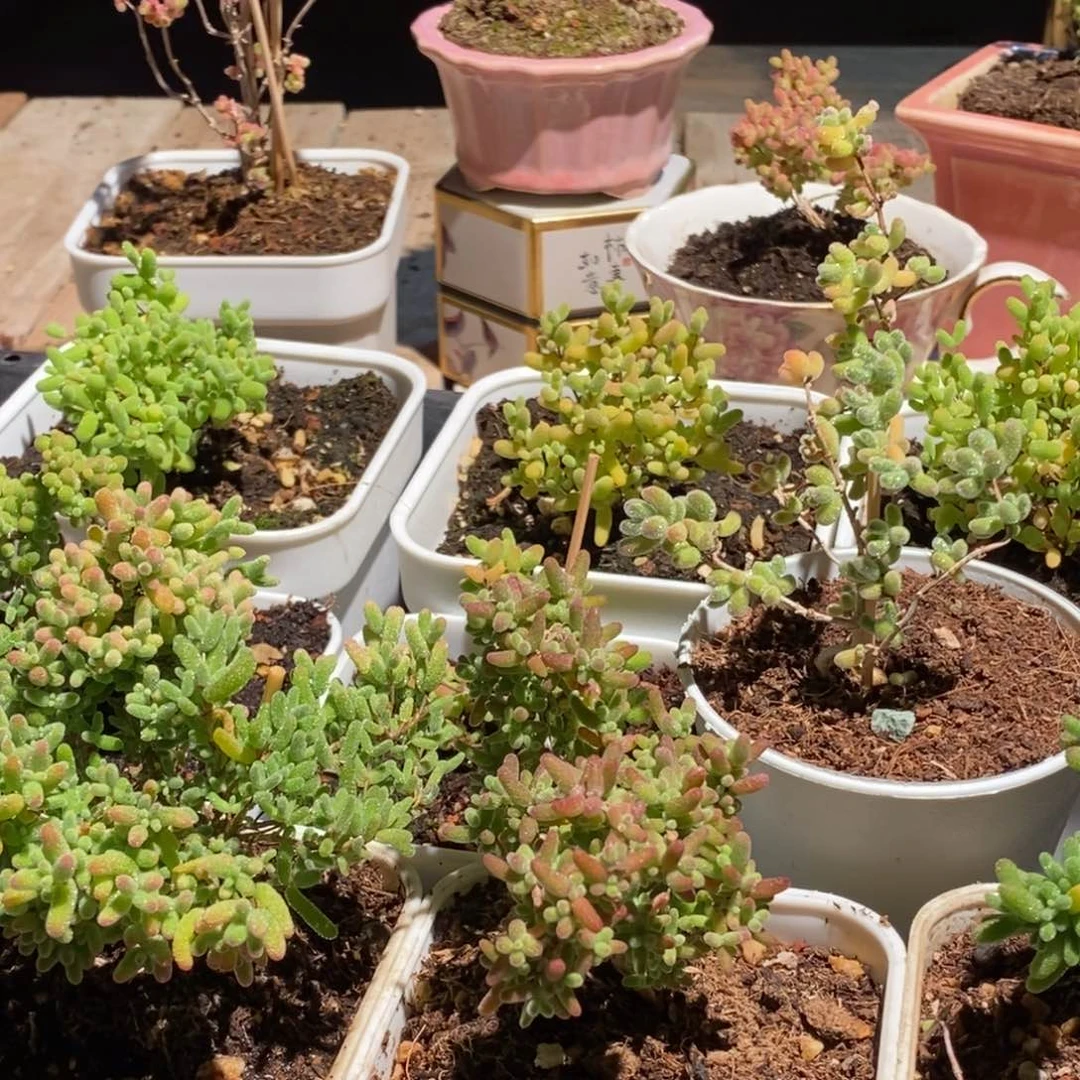 枝干番杏多肉植物374