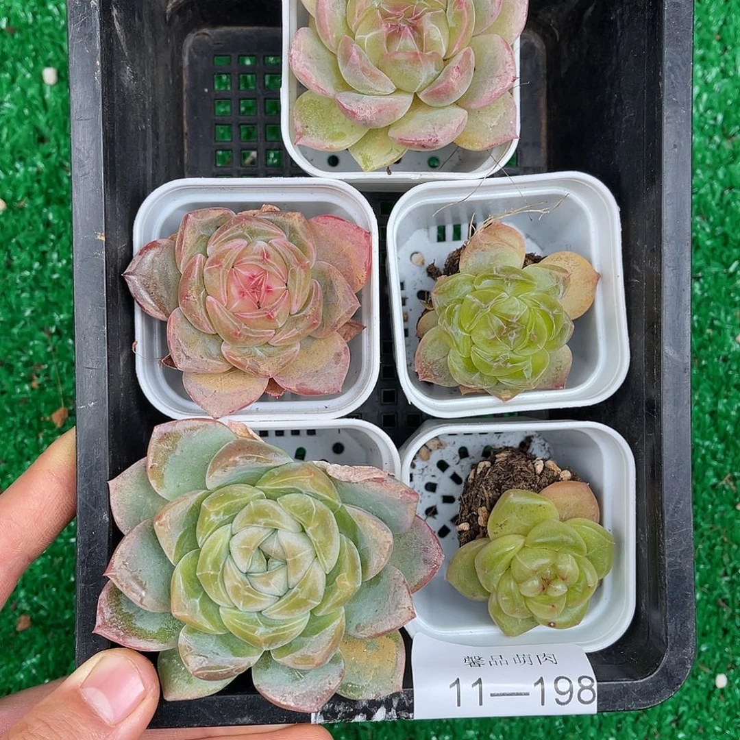 多肉一物一拍11-198