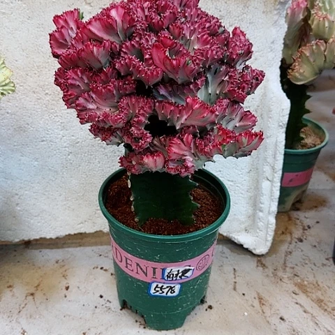 大鸡血红麒麟70原盆打包