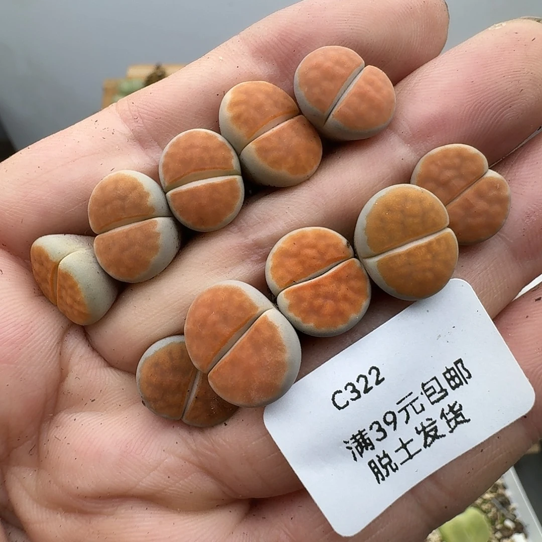 322多肉哈哈哈哈哈哈哈哈