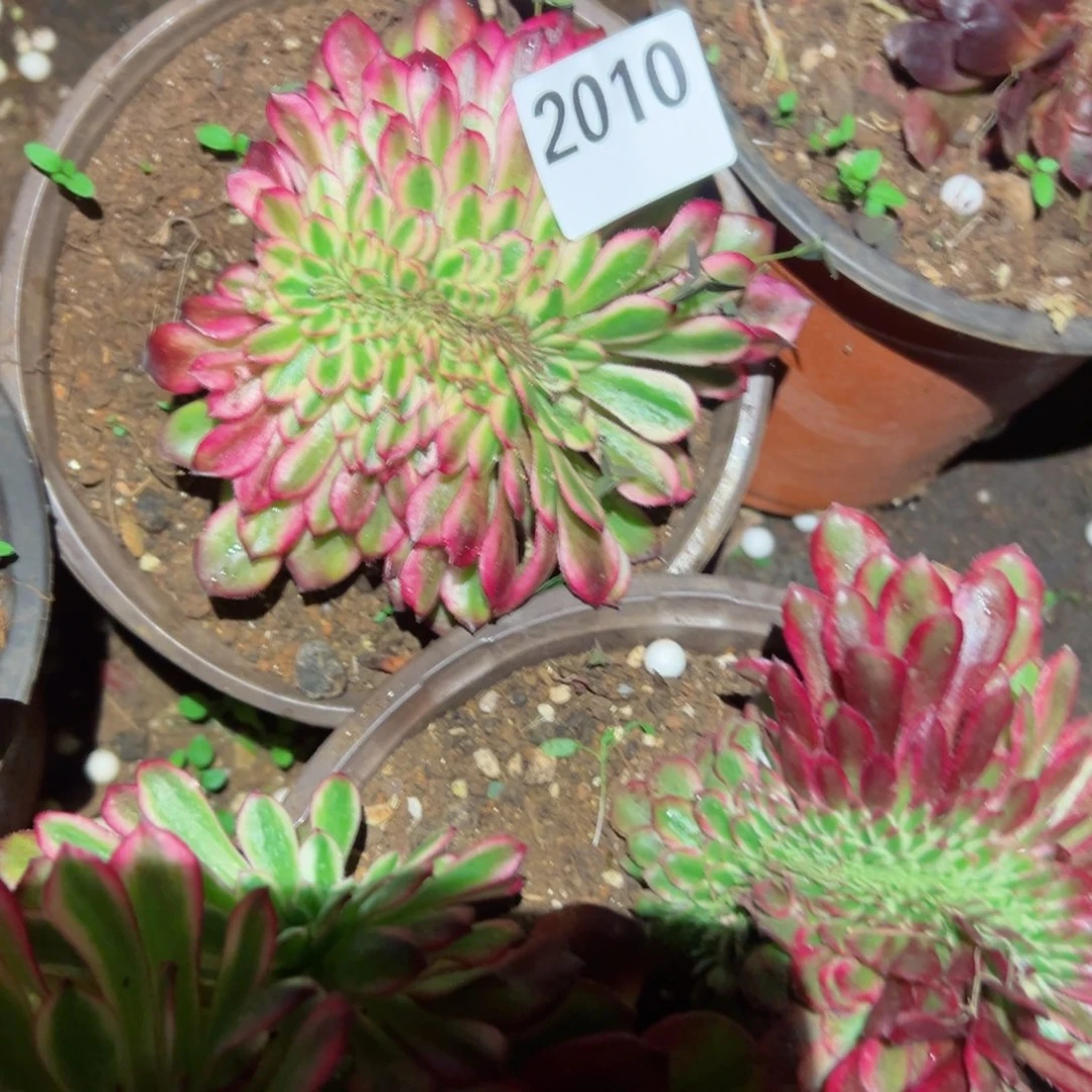 2010 号多肉植物法师新年福利