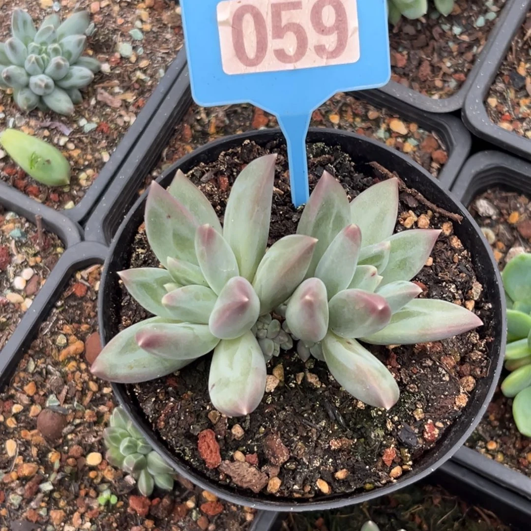 多肉植物郁金香059