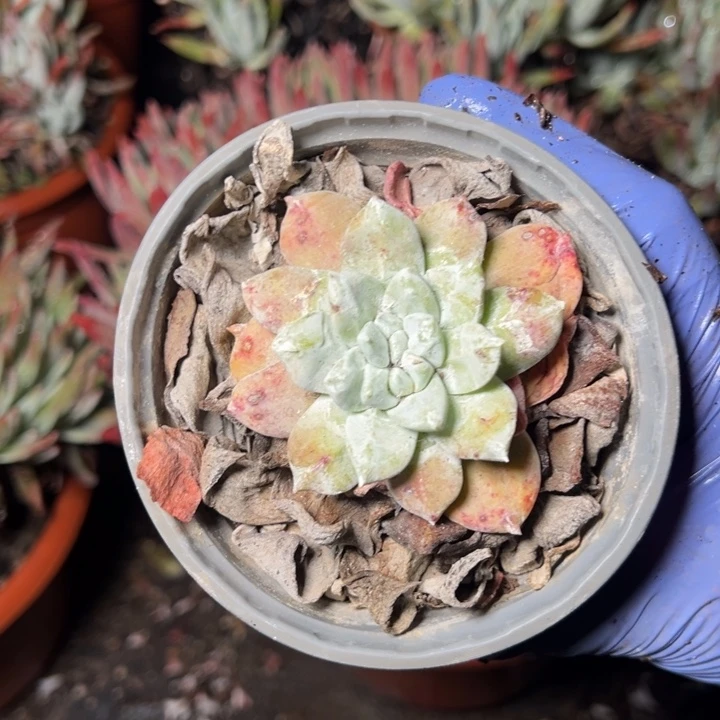 700哈哈哈哈哈哈哈哈