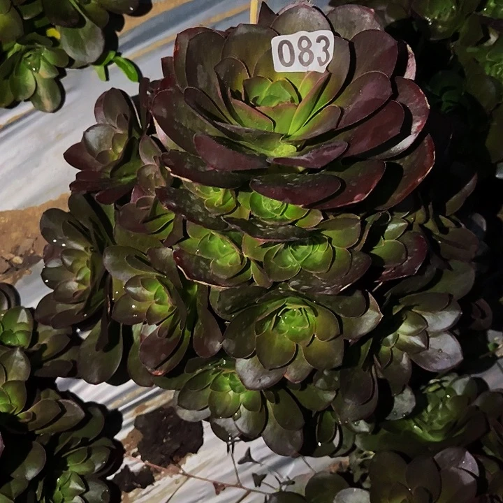 083魅金多肉植物处理不售后