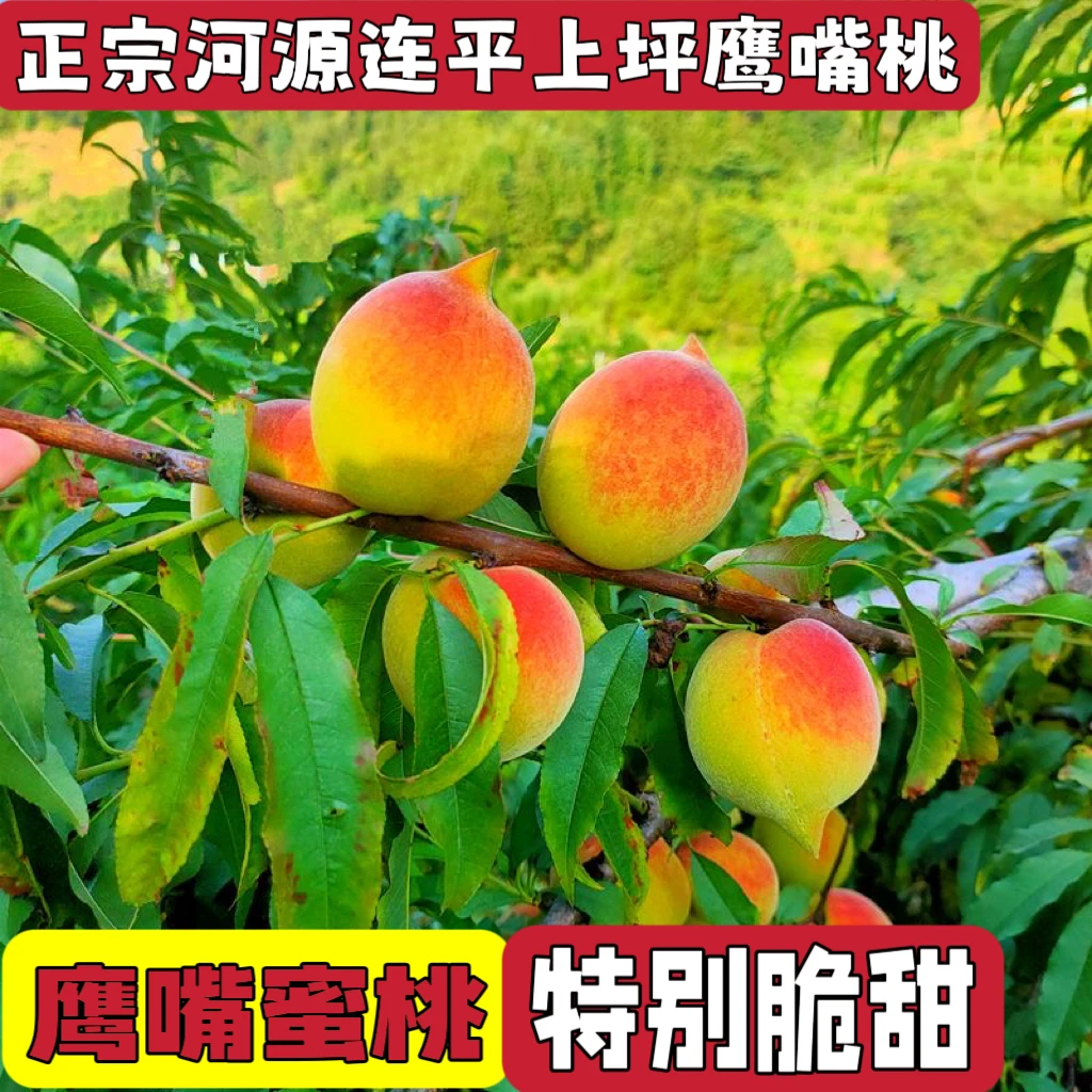 正宗广东河源连平鹰嘴桃水蜜桃脆甜多汁