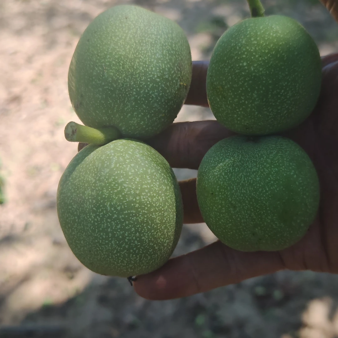 正宗宜君清香型干核桃油香脆可当孕妇水果零食