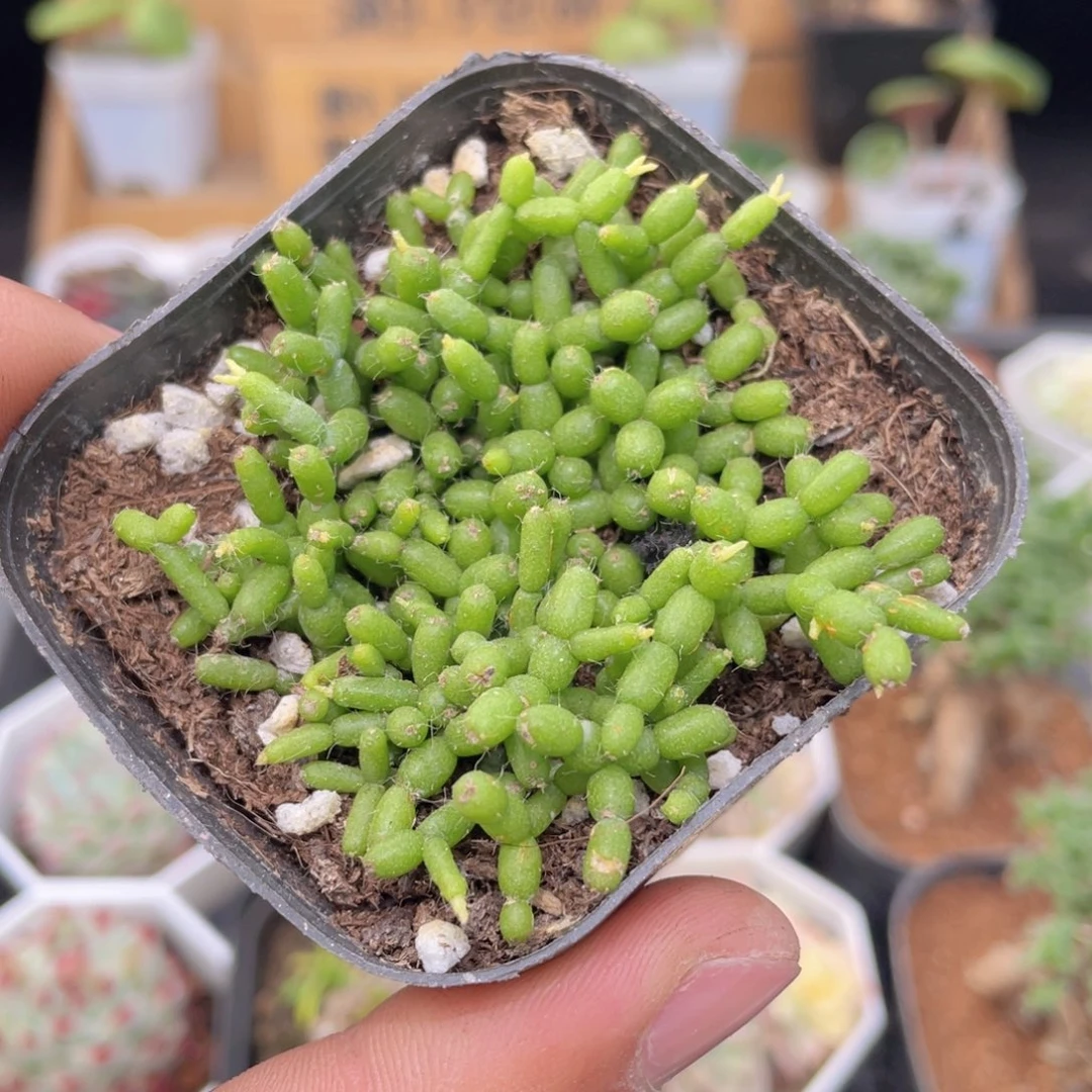 木偶人多肉9.9包邮发货