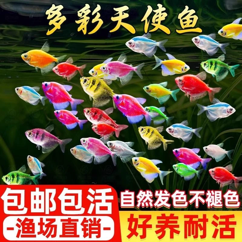 七彩天使鱼鱼粮五颜六色好养耐活混养斑马鱼孔雀鱼小型热带鱼HL