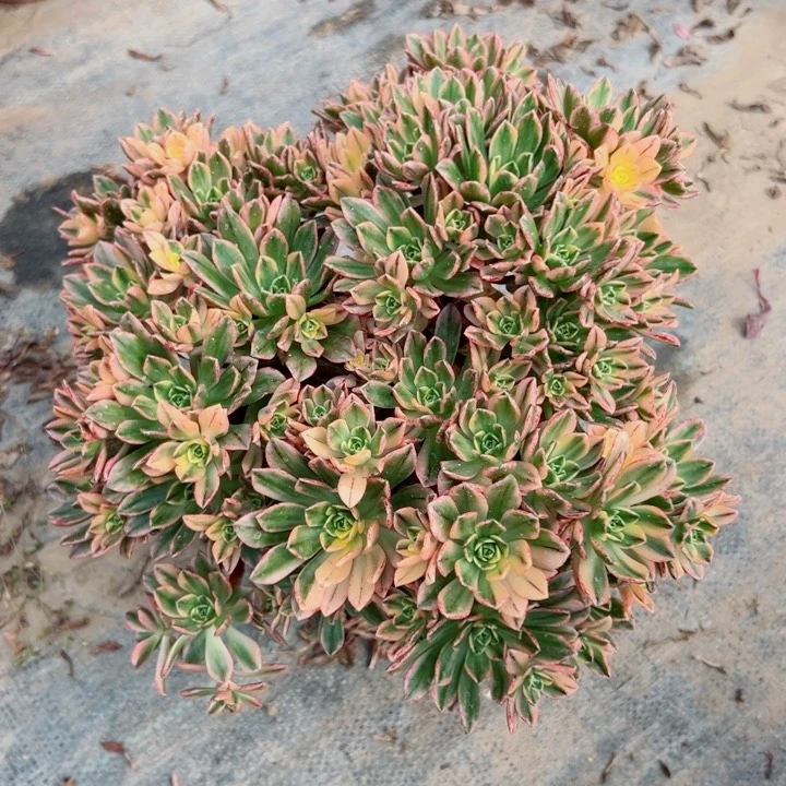 280甜茶多肉一起玩