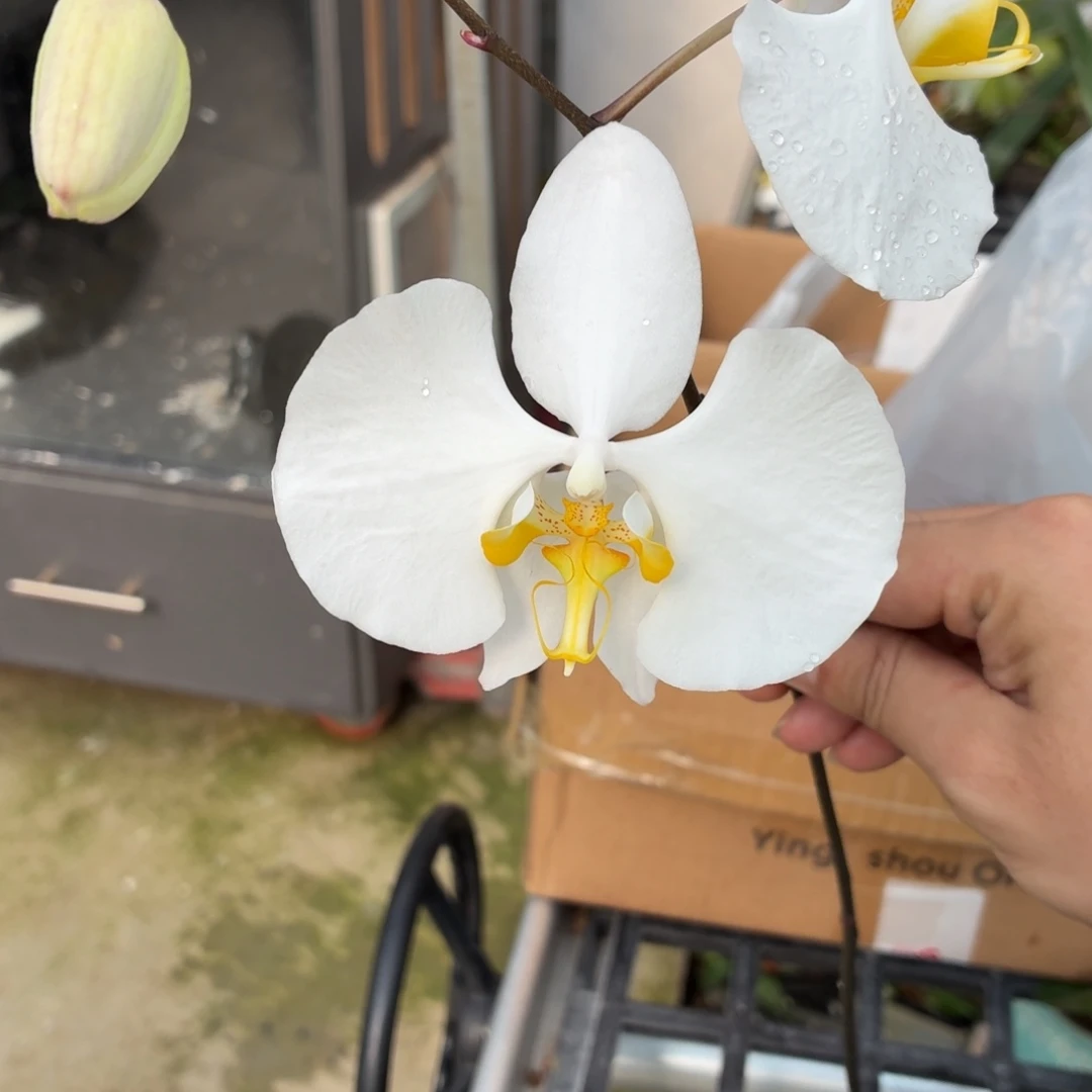 当前无花朵，栽培后可花朵A5388苏啦威西啊嬷