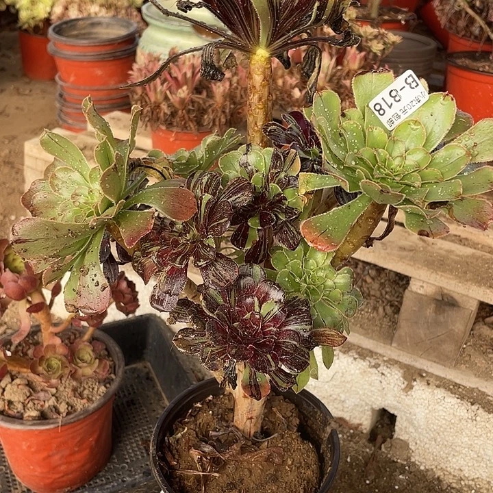 818水墨丹青多肉植物法师