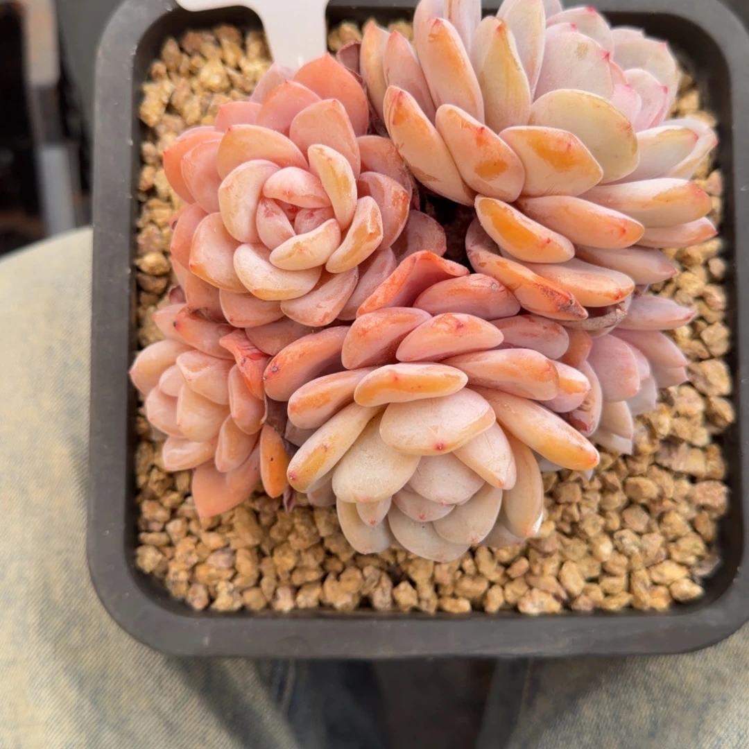 肉***司一物一拍精控奶盖03