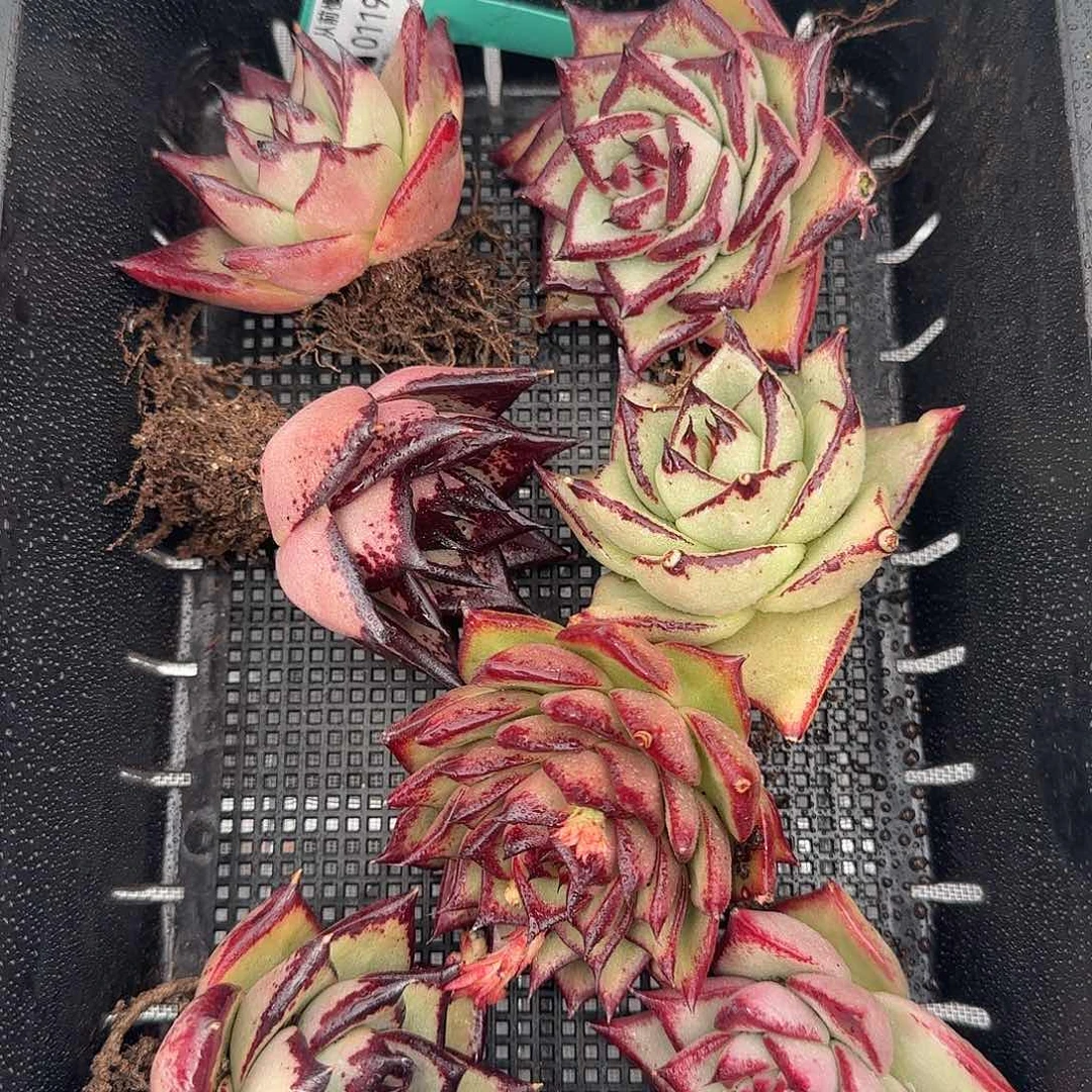 从前慢花园精选0119-67