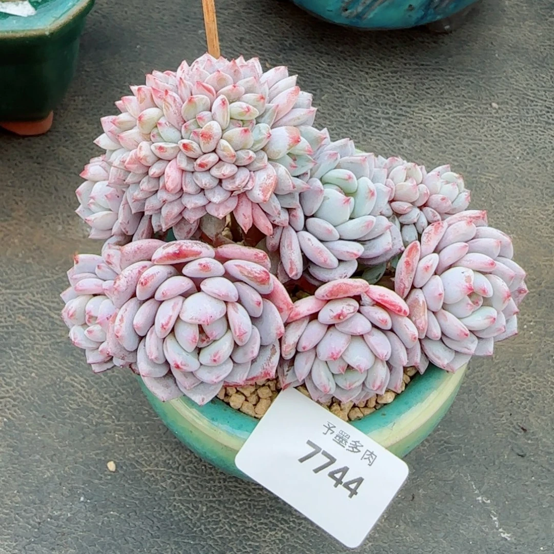 星星橙小树缀，7744多肉植物