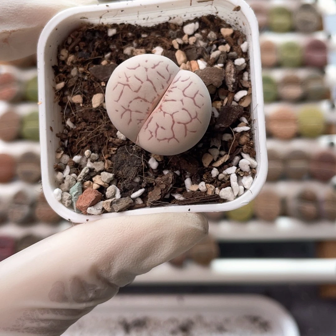 4256大棚清仓甩卖了