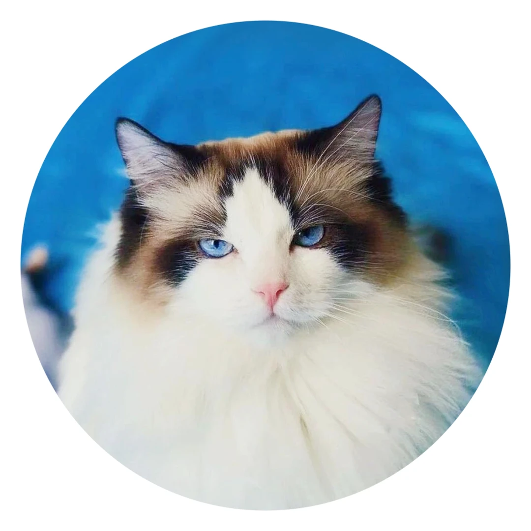 【猫不理周边】（猫-大美人）吧唧 胸章 徽章