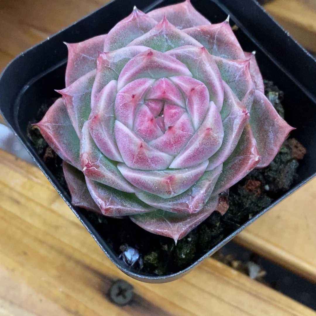 精品多肉一物一拍不包整59