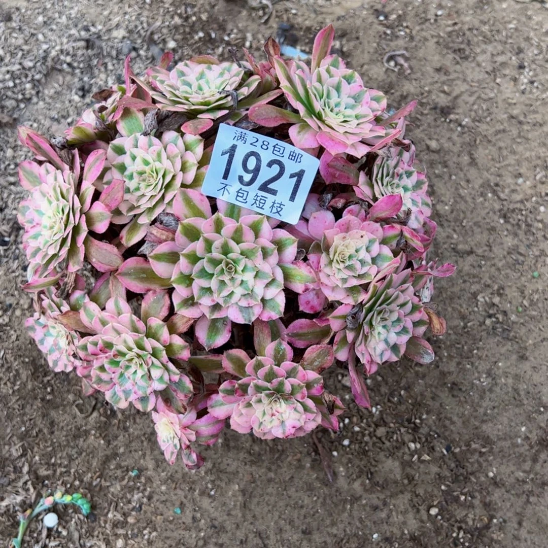 铜壶绣球多肉植物1921