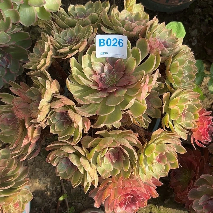 万七彩8-20-026偏远不包邮