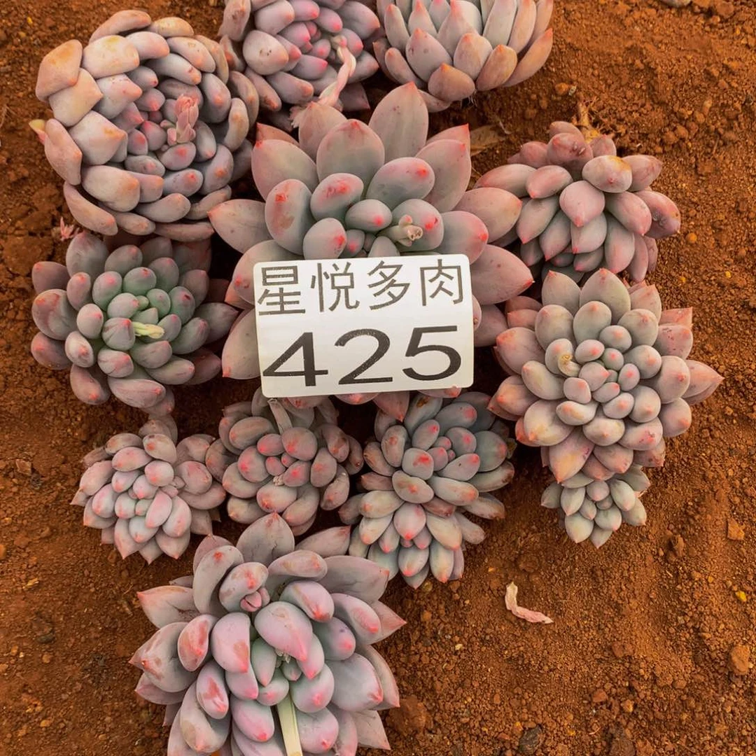 425所罗门精品多肉