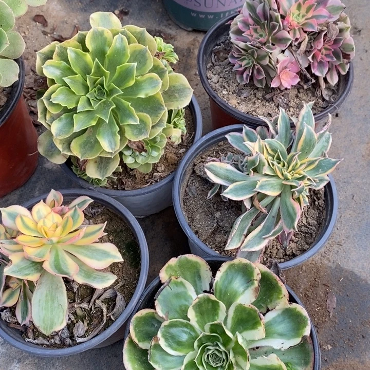 5盆多肉断头不包1318