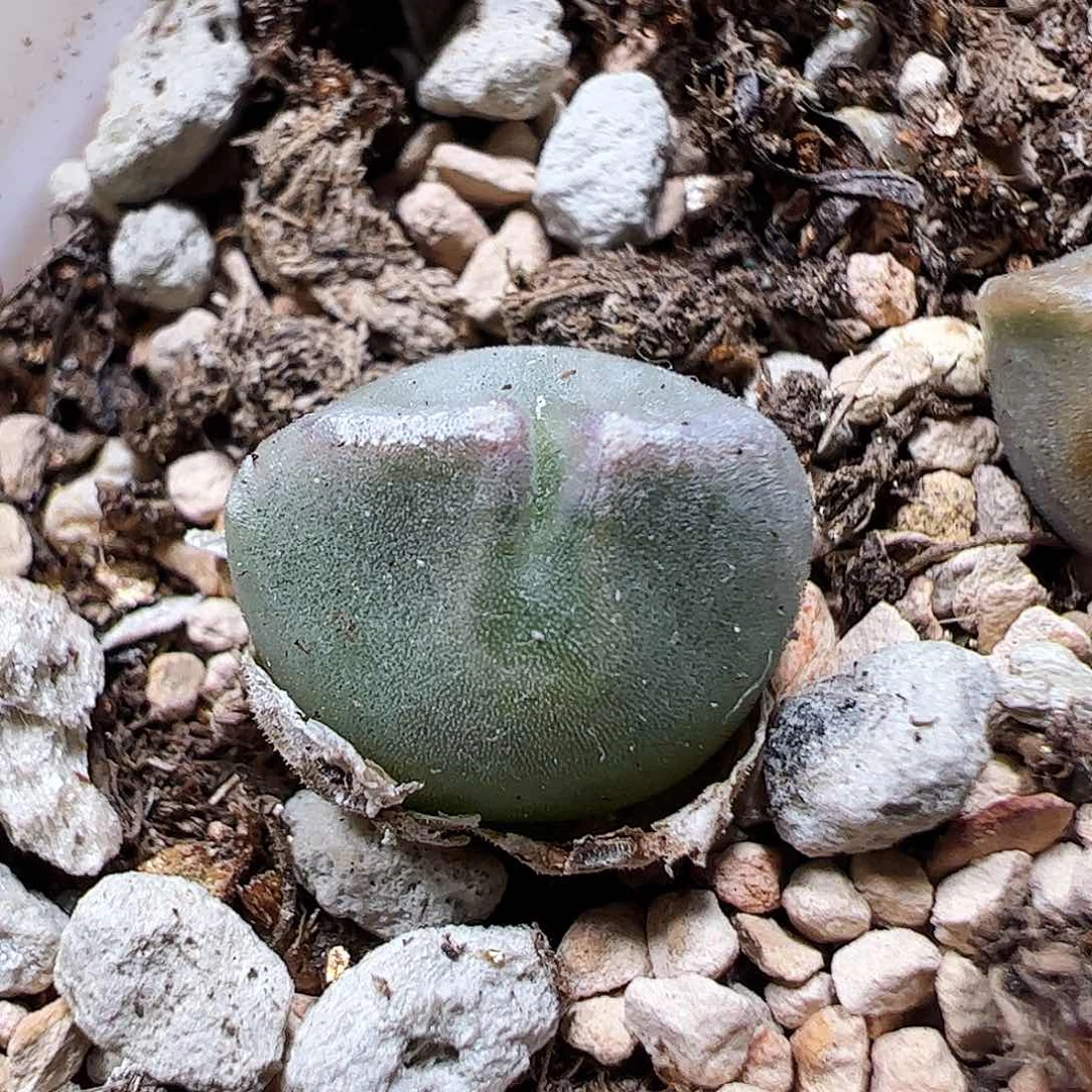 无花朵空蝉苗子一颗包邮……………………