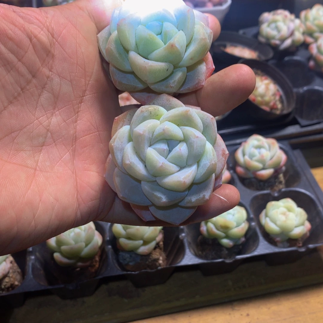 精控冰玉单头你物一拍