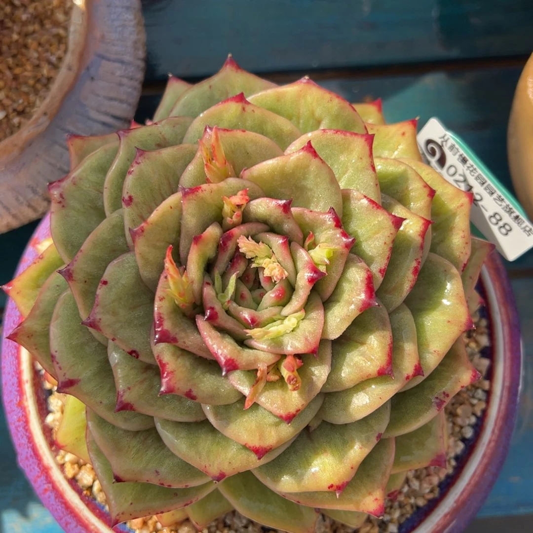 从前慢多肉精选编号0212.88