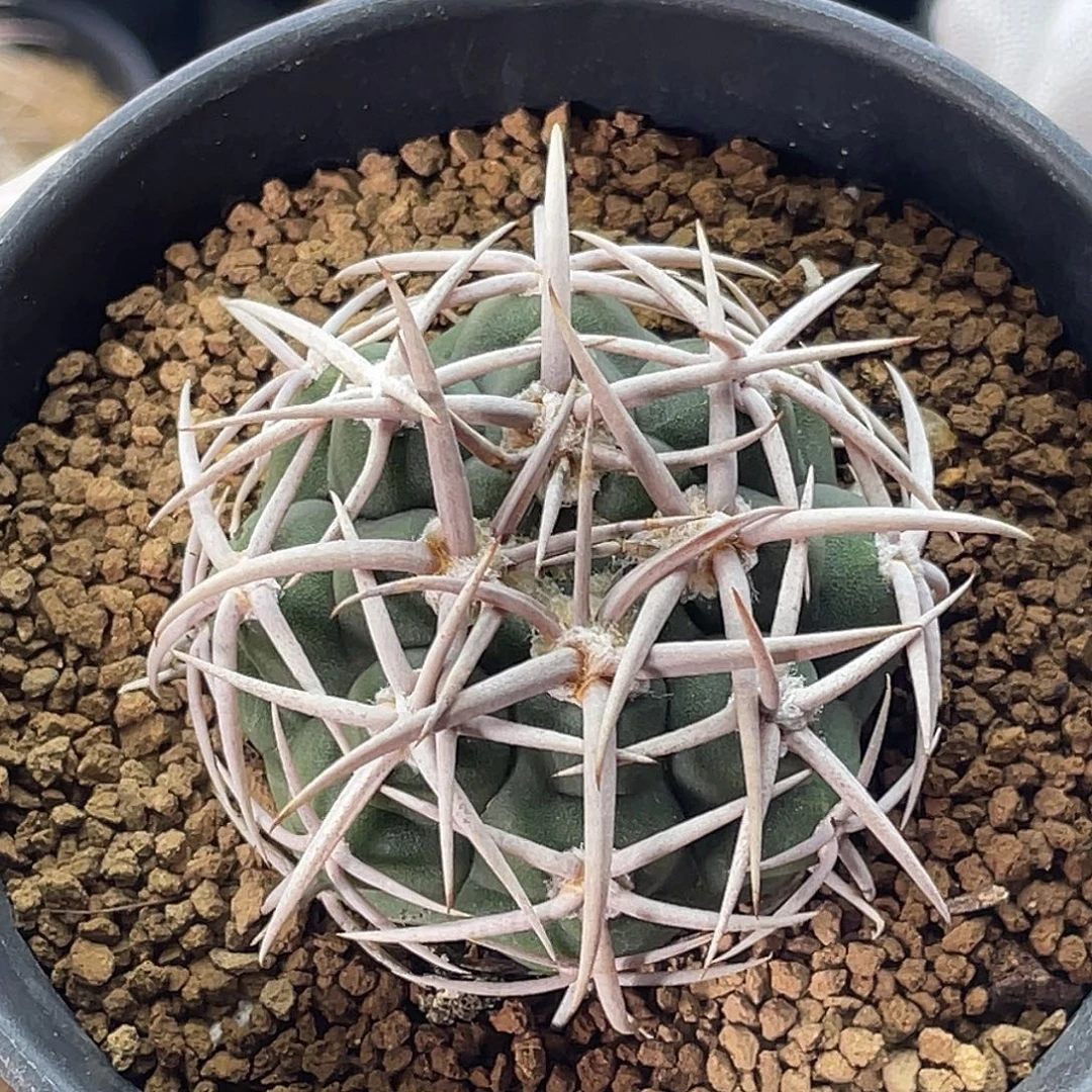 实生五十铃狂刺碧岩玉11