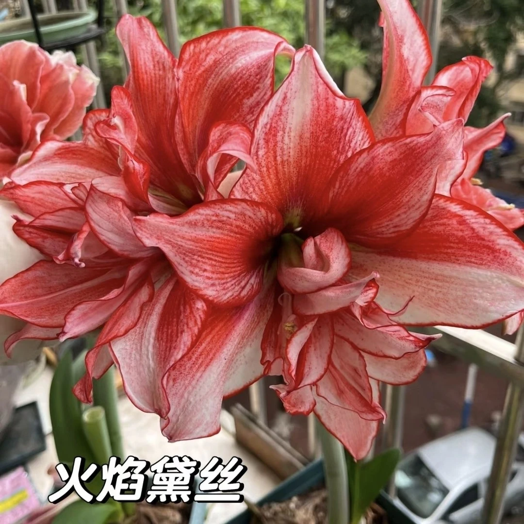 【火焰戴斯】基地球荷兰重瓣进口朱顶红品种