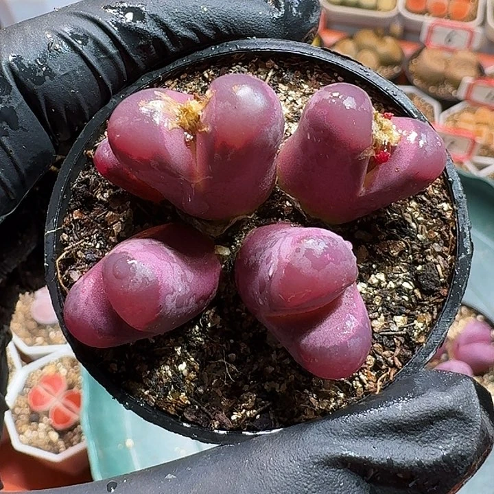 四*生石花1111111。  300