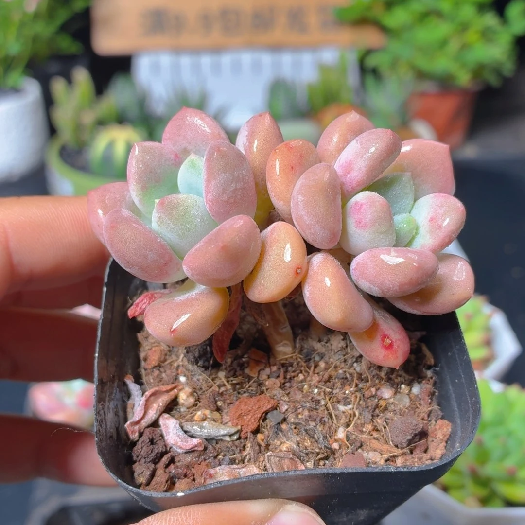 花瓣鹿9.9包邮发货