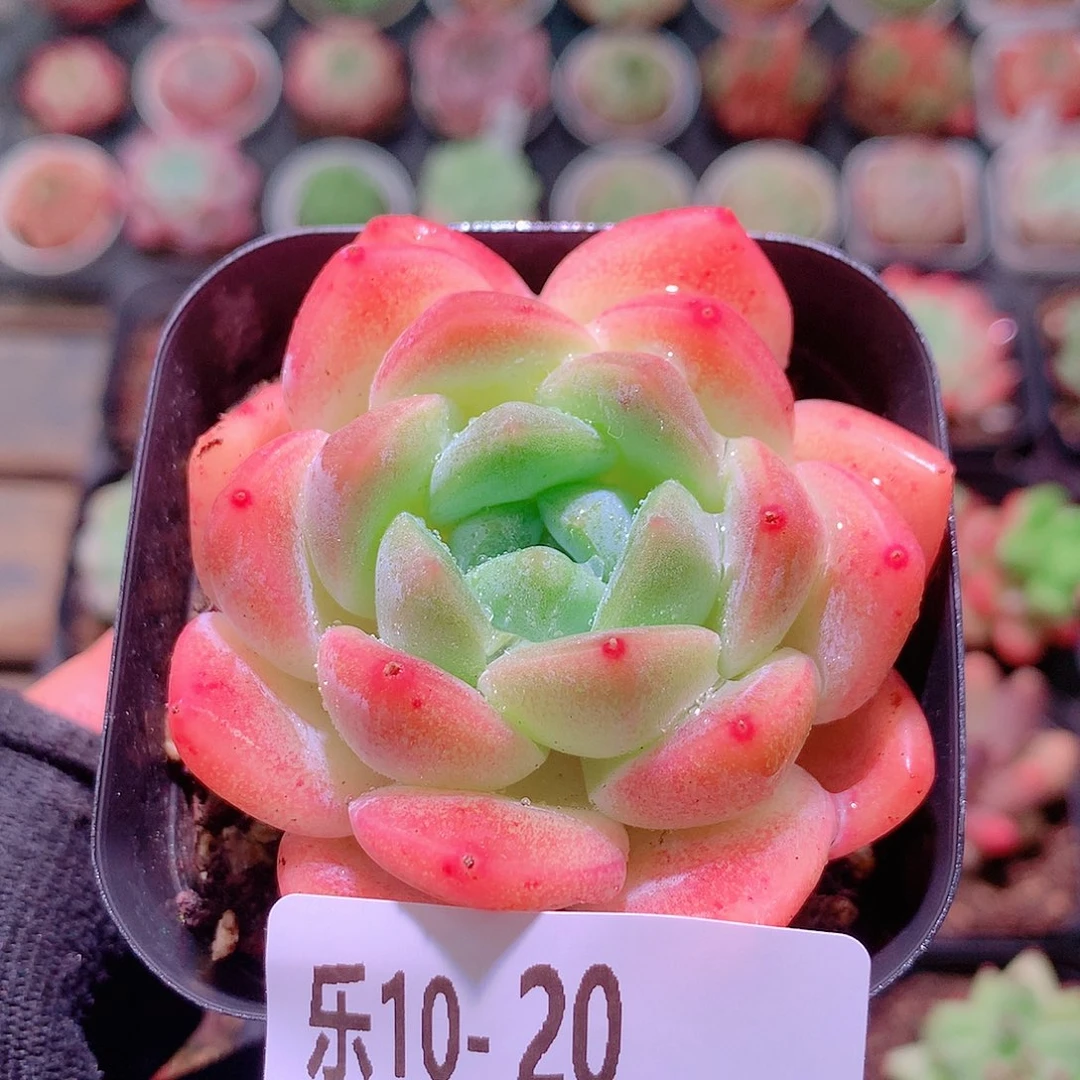 乐然10-20 冰糖单头