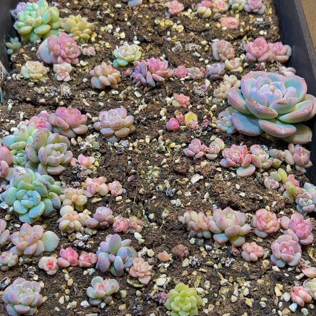 823的人了还在等什么呢