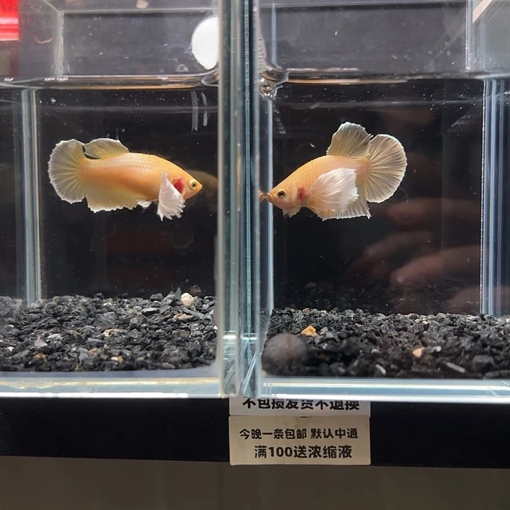斗鱼竞拍跑单拉黑16日17+121