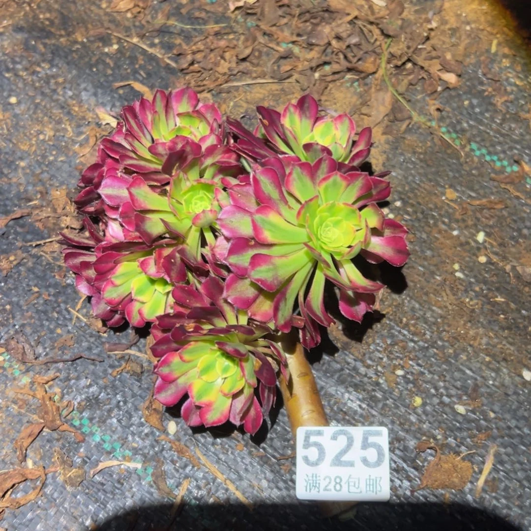 多肉植物525无根无售后
